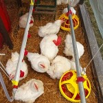 chickens in hen house