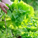 Hand picked green leafy vegetable.
