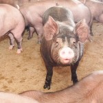 pigs on farm