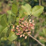 pistachio on tree