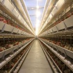 poultry-chicken-egg farm