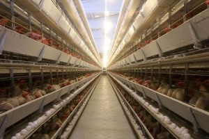 poultry-chicken-egg farm