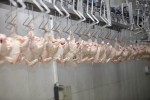 poultry processing in food industry