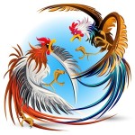 rooster fighting
