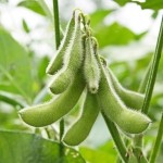 muddy soybean harvest