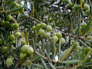 new olive contracts