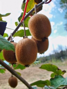 Kiwifruit