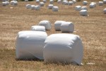 hay wrapped in plastic