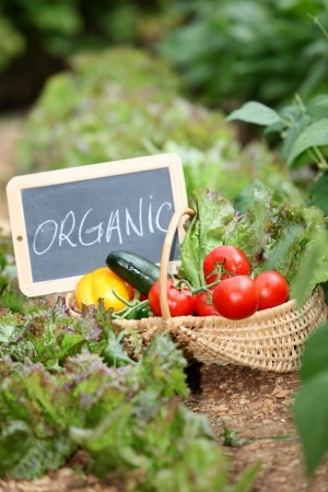 organic vegetables-food