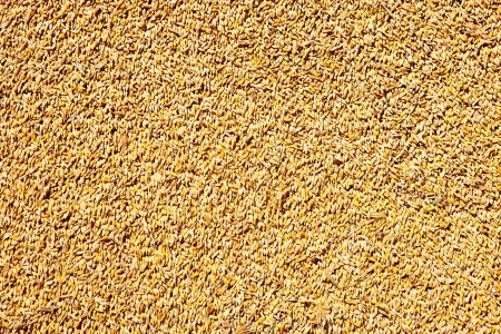 wheat grain