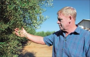 Art Hutcheson examines the sparse crop on one of his Manzanillo olive trees south of Exeter. Freezing temperatures in December burned much of the fruit wood. Then, at bloom time, rain and hot, windy weather further damaged fruit set.  Photo/Cecilia Parsons