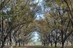 Pecan Orchard