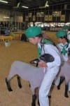 4-H Sheep Showing