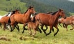 Wild horses