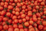 fresh red tomatoes