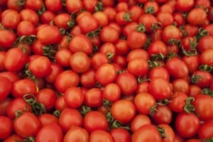 fresh red tomatoes