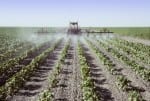 Crop sprayer spraying young cotton plants in a field in the San Joaquin Valley