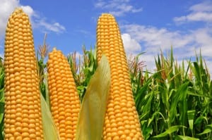 ear corn against field under clouds