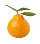 Satsuma Orange