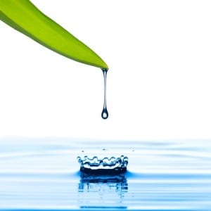 Water drop from green leaf