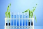 chemical test tubes with plants
