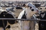 herd of cattle in outdoor feedlot