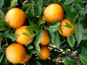 oranges hanging from a orange tree