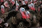 turkey facts