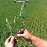 Courtesy: UCCE Hairy alfalfa comparison