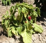 Curly Top Virus-pepper(Courtesy cdfa.gov)