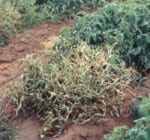Curly Top Virus-Tomato (Courtesy cdfa.gov)