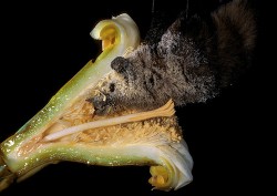A lesser long-nosed bat pollinates a cross section of a saguaro cactus flower.  Photo by Merlin D. Tuttle, Bat Conservation International.
