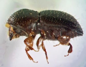 Polyphagous-Shot-Hole-Borer