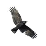 crow with wide-spread wings