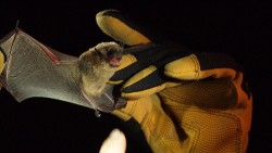 Throughout the summer, wildlife biologists conduct nighttime surveys to learn more about the many bats that live in the Coconino National Forest. Scientists gather information about species, population, and habitat. This bat from the genus Myotis is having its wing examined. Credit: USDA Forest Service, Coconino National Forest