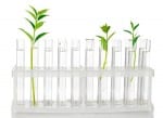 Test-tubes with a plant
