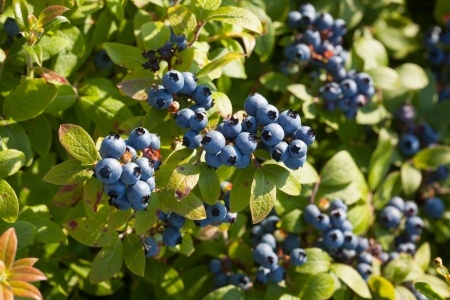 mixed berries