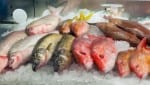 fresh fish on ice in a market