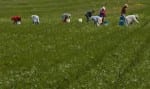 migrant farm workers in agricultural field picking