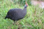 Helmeted Guinea fowl