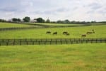 Horse-Farm-sm