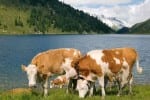 brown-white cows by a blue mountain lake wotus