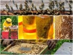 honey production process