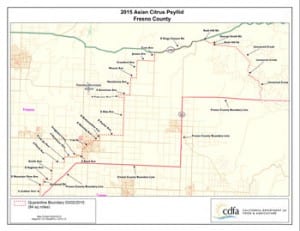 Asian-citrus-psyllid-03-02-