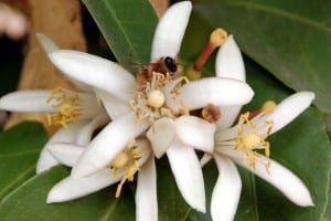 citrus bloom