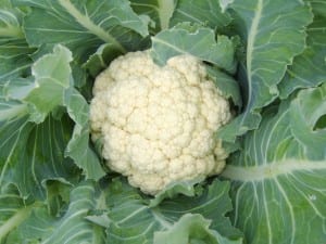 cauliflower (1)
