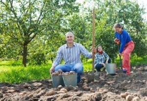 family harvesting potatoes
