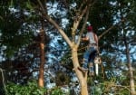 Arborist in a Maple Tree