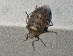 Marmorated Stink Bug