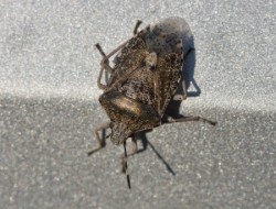 Brown Marmorated Stink Bug